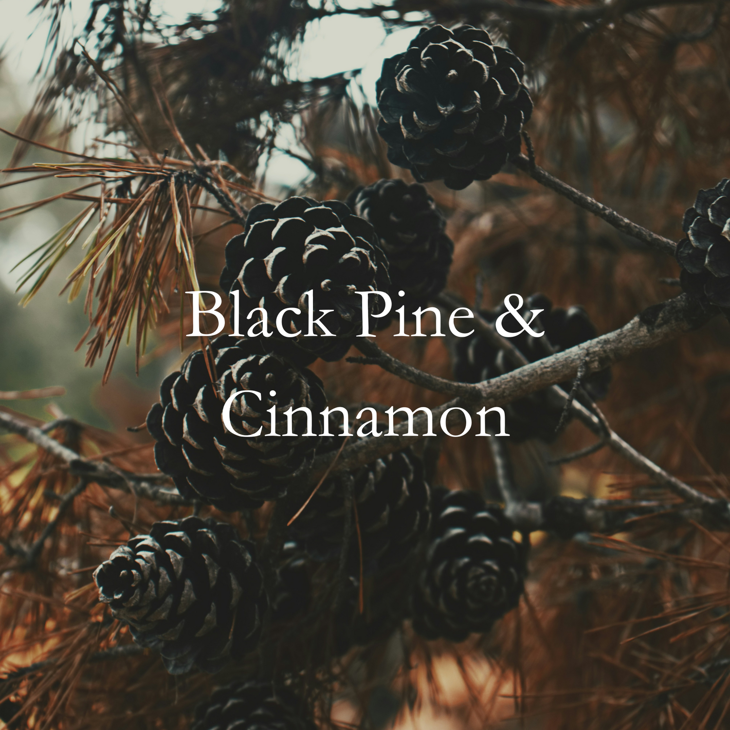 Black Pine & Cinnamon Fragrance Oil