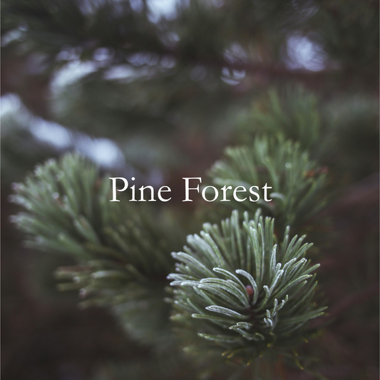 Pine Forest Fragrance Oil